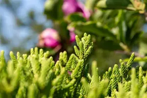 Cryptomeria j. 'Little Diamond'