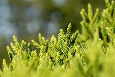 Cryptomeria j. 'Little Diamond' - 30-40 CM C7.5 - image 2