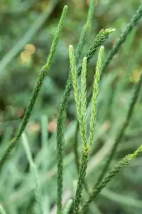 Cryptomeria j. 'Rasen' - 300-350 CM RB - image 2