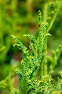 Cryptomeria j. 'Rasen' - 60-80 CM RB - image 1