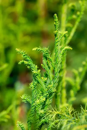 Cryptomeria j. 'Rasen' - 80-100 CM RB - image 1