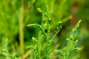 Cryptomeria j. 'Rasen' - 60-80 CM RB - image 2