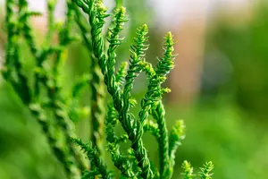 Cryptomeria j. 'Rasen' - 60-80 CM RB - image 3