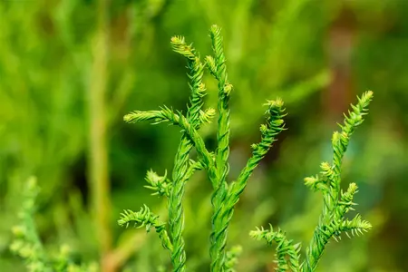Cryptomeria j. 'Rasen' - 80-100 CM RB - image 2