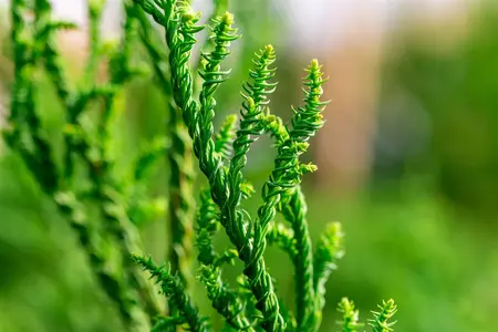 Cryptomeria j. 'Rasen' - 80-100 CM RB - image 3