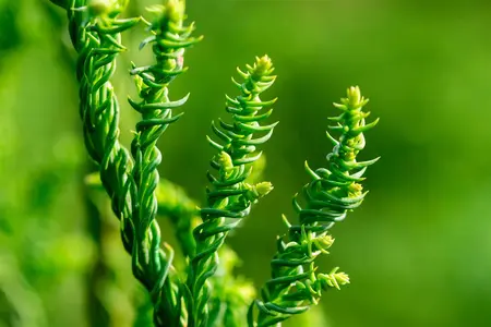 Cryptomeria j. 'Rasen' - 80-100 CM RB - image 4