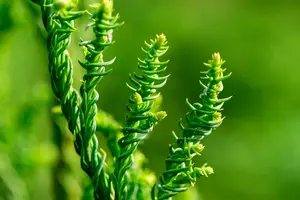 Cryptomeria j. 'Rasen' - 80-100 CM RB - image 4