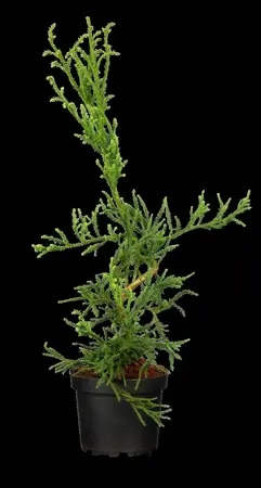 Cryptomeria j. 'Rasen' - 50-60 CM C3 - image 2