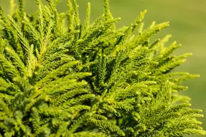 Cryptomeria j. 'Sekkan'