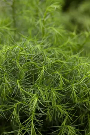 Cryptomeria j. 'Tenzan' - 15-20 CM C3 - image 2