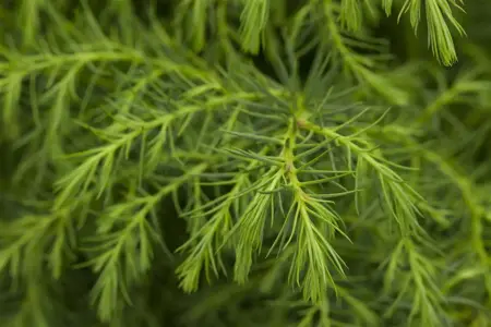 Cryptomeria j. 'Tenzan' - 15-20 CM C3 - image 5