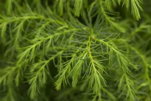 Cryptomeria j. 'Tenzan' - 15-20 CM C3 - image 5