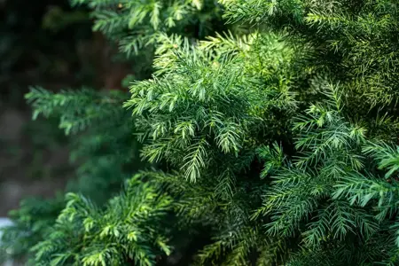 Cryptomeria j. 'Vilmorin Gold' - P9 - image 3
