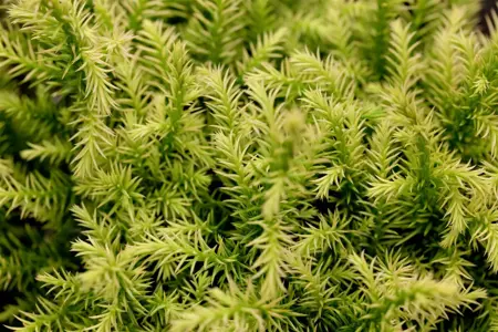 Cryptomeria j. 'Vilmorin Gold' - P10.5 - image 1