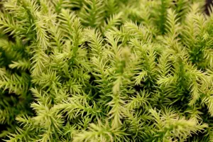 Cryptomeria j. 'Vilmorin Gold'