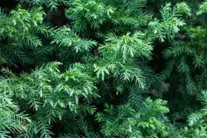 Cryptomeria j. 'Vilmorin Gold' - P10.5 - image 2