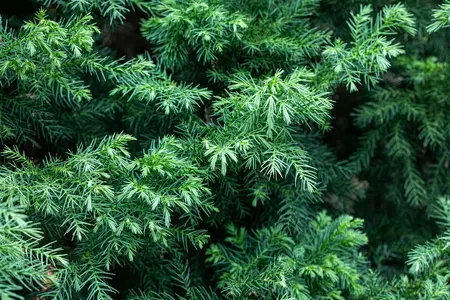 Cryptomeria j. 'Vilmorin Gold' - LINERS 18 CEL TRAY P10,5 SIZE - image 2