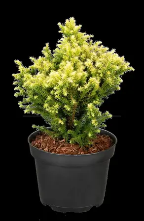 Cryptomeria j. 'Vilmorin Gold' - P9 - image 4