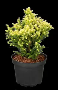 Cryptomeria j. 'Vilmorin Gold' - P9 - image 4