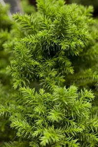 Cryptomeria j. 'Vilmoriniana'