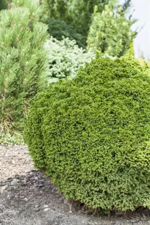 Cryptomeria j. 'Vilmoriniana' - 15-20 CM C2.5 - image 2