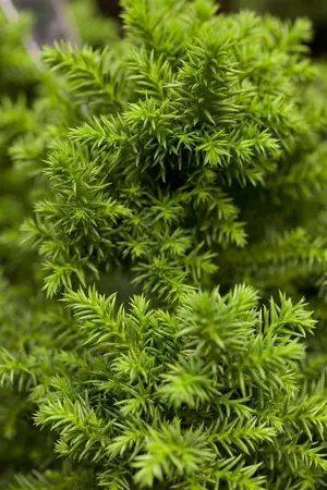 Cryptomeria j. 'Vilmoriniana' - 20-25 CM C3 - image 1