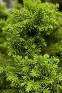 Cryptomeria j. 'Vilmoriniana' - 20-25 CM C2.5 - image 1