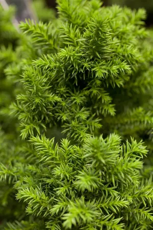 Cryptomeria j. 'Vilmoriniana' - LINERS 18 CEL TRAY P10,5 SIZE - image 1