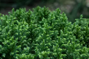 Cryptomeria j. 'Vilmoriniana' - P9 - image 4