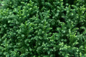 Cryptomeria j. 'Vilmoriniana' - P10.5 - image 3