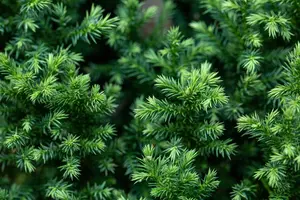 Cryptomeria j. 'Vilmoriniana' - 20-25 CM C2.5 - image 5