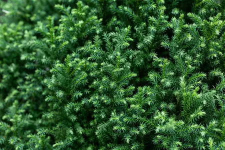 Cryptomeria j. 'Vilmoriniana' - LINERS 18 CEL TRAY P10,5 SIZE - image 3