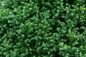 Cryptomeria j. 'Vilmoriniana' - LINERS 18 CEL TRAY P10,5 SIZE - image 3