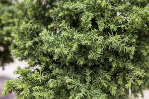 Cryptomeria j. 'Yakushima Blue'