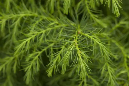 Cryptomeria j. 'Yakushima Blue' - 200-250 CM C50 - image 5