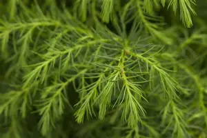 Cryptomeria j. 'Yakushima Blue' - 200-250 CM C50 - image 5