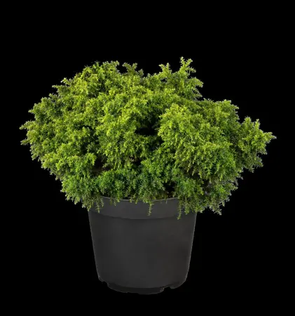 Cryptomeria j. 'Yokohama' - P10.5 - image 3