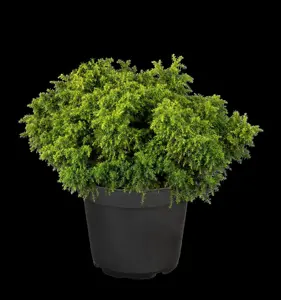 Cryptomeria j. 'Yokohama' - P10.5 - image 3