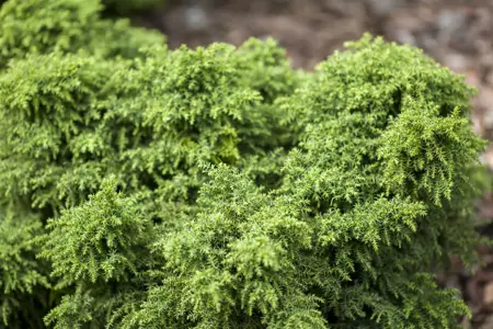 Cryptomeria j. 'Yokohama' - P10.5 - image 1