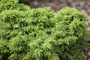 Cryptomeria j. 'Yokohama'