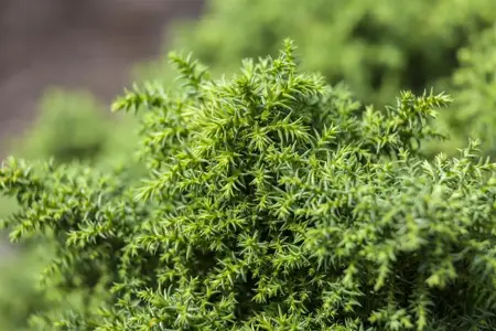 Cryptomeria j. 'Yokohama' - P10.5 - image 2