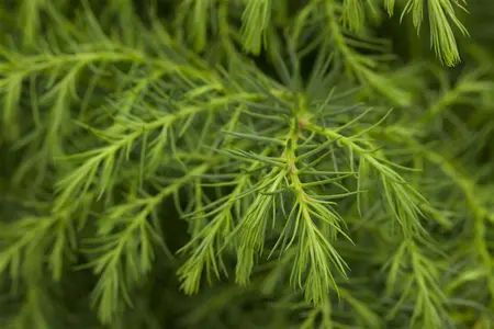 Cryptomeria japonica - 60-80 CM C2 WHIP - image 3