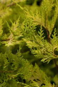 Cupressocyparis l. 'Castlewellan' - 150-175 CM RB - image 5