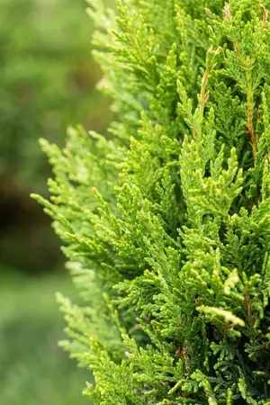 Cupressocyparis l. 'Castlewellan' - 3 Ltr pot - image 2