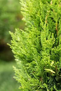 Cupressocyparis l. 'Castlewellan' - 3 Ltr pot - image 2