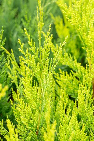 Cupressocyparis l. 'Castlewellan' - 175-200 CM C10 - image 3