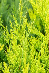 Cupressocyparis l. 'Castlewellan' - 200-225 CM RB - image 3