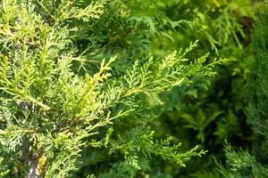 Cupressocyparis l. 'Castlewellan' - 3 Ltr pot - image 1