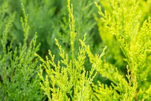 Cupressocyparis l. 'Castlewellan' - 3 Ltr pot - image 4