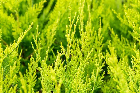 Cupressocyparis l. 'Castlewellan' - 3 Ltr pot - image 5